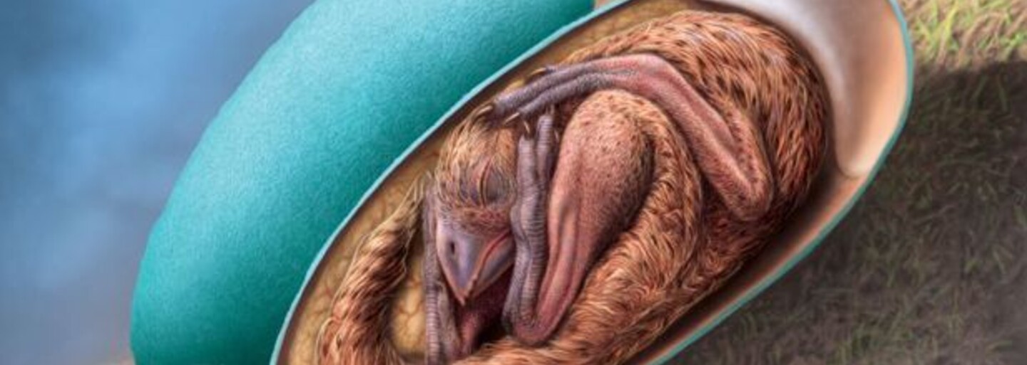 V Číně našli perfektně zachovalé dinosauří embryo
