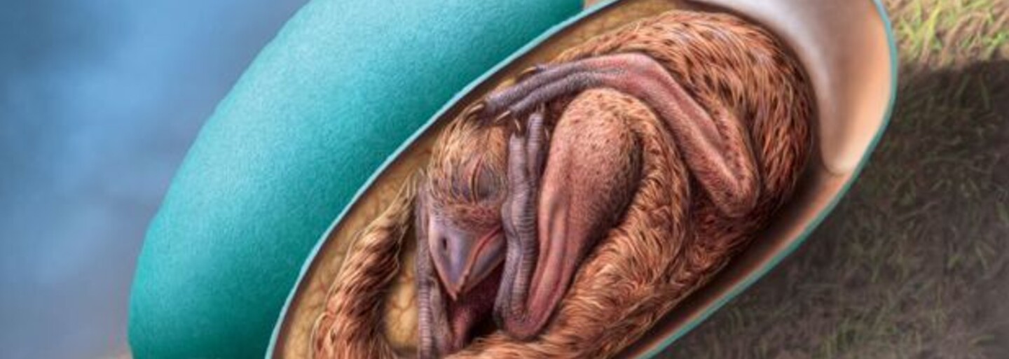 V Číne našli perfektne zachované dinosaurie embryo