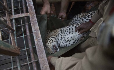 V indickém národním parku zastřelili leoparda poté, co ohrožoval místní. Na svědomí má údajně 21 životů V indickém národním parku zastřelili leoparda poté, co ohrožoval místní. Na svědomí má údajně 21 životů