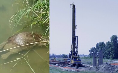 V Jarovskom ramene v Bratislave hynú ryby aj chránené bobry. Môže za to neďaleká výstavba? V Jarovskom ramene v Bratislave hynú ryby aj chránené bobry. Môže za to neďaleká výstavba?