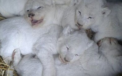 V jihočeské zoo se narodilo pět mláďat vzácného bílého lva. Jedná se o vůbec první lvíčata tohoto druhu v historii českých a slovenských zahrad V jihočeské zoo se narodilo pět mláďat vzácného bílého lva. Jedná se o vůbec první lvíčata tohoto druhu v historii českých a slovenských zahrad