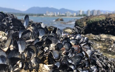 V Kanade sa v dôsledku horúčav uvarili mušle zaživa na pláži. Zomrieť mohla až miliarda jedincov