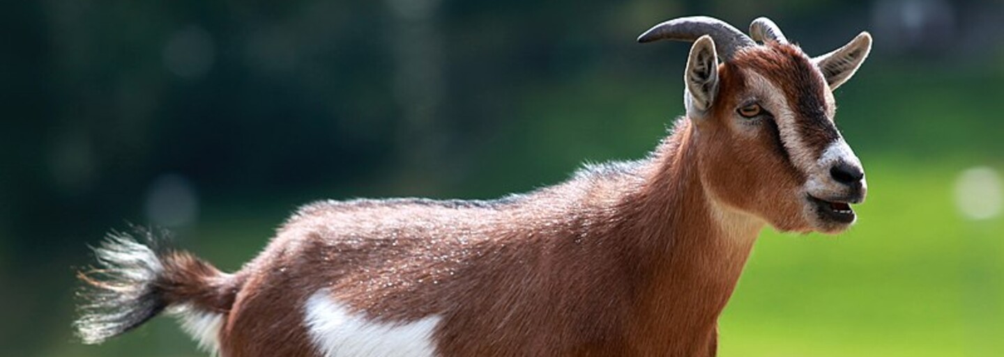 V mexické zoo se obchodovalo se zvířaty, trpasličí kozy skončily na talíři