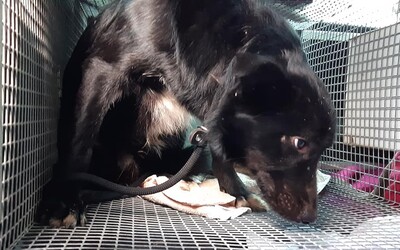 V Nitre mrzol pes pri mŕtvej sučke niekoľko dní, až kým nezomrela. Ich šteniatko zatiaľ hľadalo pomoc