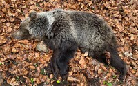 V Nízkych Tatrách zastrelili medvedicu. Zvykla si na ľudí a vyžadovala od nich potravu