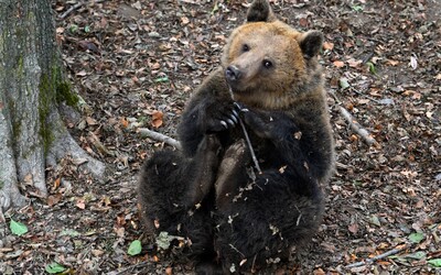 V okolí Košíc sa pohybujú dva medvede. Polícia vyzýva na zvýšenú ostražitosť