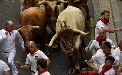 V Pamplone ľudia utekali pred býkmi, vyše 50 ľudí sa zranilo. Zvieratá neskôr zabijú matadori, následne putujú na tanier V Pamplone ľudia utekali pred býkmi, vyše 50 ľudí sa zranilo. Zvieratá neskôr zabijú matadori, následne putujú na tanier