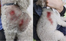 V Petržalke vyčíňa agresívny husky. Psičkári sa kvôli pravidelnému napádaniu boja venčiť
