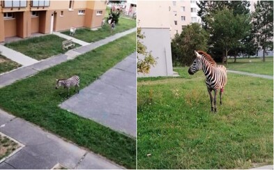 V Piešťanoch sa po sídlisku prechádzala zebra. Museli ju odchytiť V Piešťanoch sa po sídlisku prechádzala zebra. Museli ju odchytiť