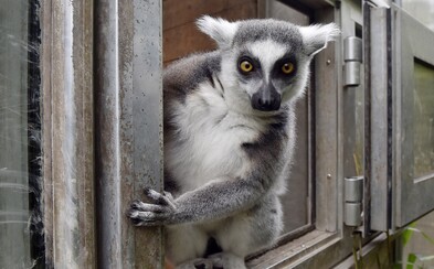 V plastovom boxe uniesol ohrozený druh lemura, mal sa stať jeho domácim zvieratkom V plastovom boxe uniesol ohrozený druh lemura, mal sa stať jeho domácim zvieratkom