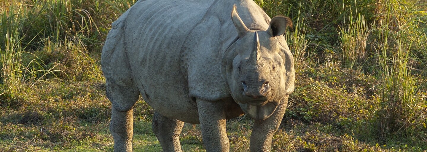 V plzeňské zoo se narodilo mládě velmi vzácného druhu nosorožců
