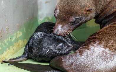 V pražské zoo se narodilo mládě lachtana jihoafrického. Jeho bratr Mamut tak dostal předčasný dárek k zítřejším narozeninám V pražské zoo se narodilo mládě lachtana jihoafrického. Jeho bratr Mamut tak dostal předčasný dárek k zítřejším narozeninám
