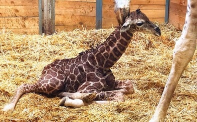 V pražské zoo se narodilo žirafí mládě V pražské zoo se narodilo žirafí mládě
