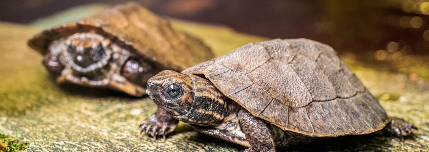 V pražské zoo se vylíhlo mládě toho nejtajuplnějšího obyvatele zahrady