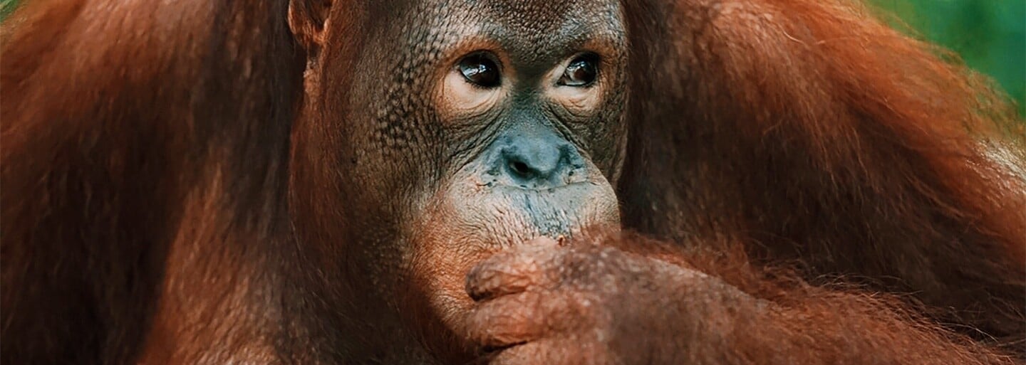 V pražské zoo utekli orangutani. Personál je nalákal zpět na banány