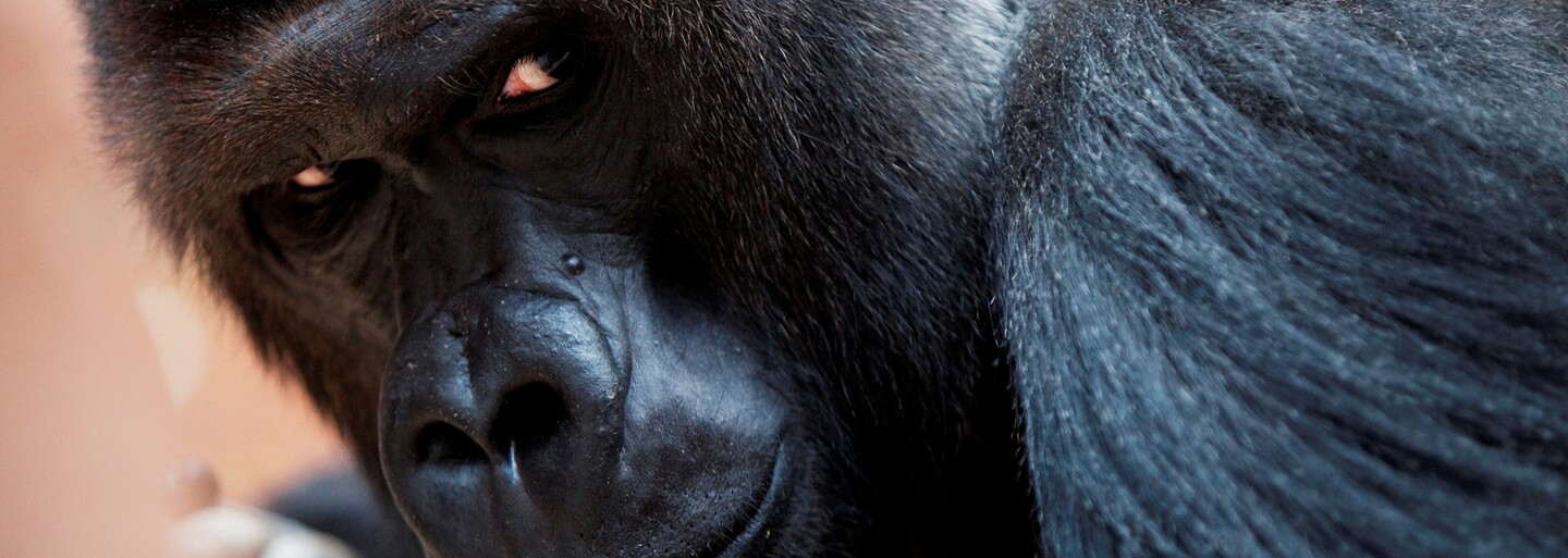 V pražské zoo zemřela 25letá gorila Bikira