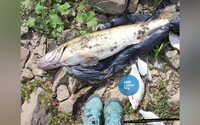 V řece Odře uhynuly tuny ryb, mluví se o ekologické katastrofě. Úřady vyšetřují příčinu