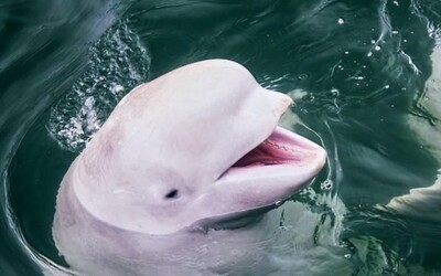V rieke Seina na severe Francúzska spozorovali chránený druh veľryby. Zvyčajne sa objavuje v studených arktických vodách