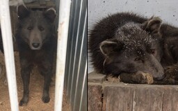 V Rusku našli psa vyzerajúceho ako medveď. Ide o kríženca, nešťastný omyl alebo niečo iné?