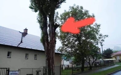 V Ružomberku prekvapil okoloidúcich medveď na strome. Vykúkal spoza kmeňa a nechal sa aj odfotiť V Ružomberku prekvapil okoloidúcich medveď na strome. Vykúkal spoza kmeňa a nechal sa aj odfotiť
