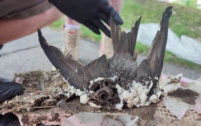 V Šamoríne niekto nastriekal do vtáčích búdok izolačnú PUR penu. Ochranári hovoria o smrti chránených vtákov aj netopiera