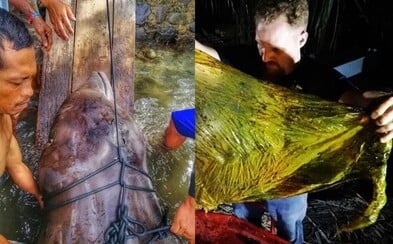 V těle mrtvé velryby našli neuvěřitelných 40 kilogramů plastů V těle mrtvé velryby našli neuvěřitelných 40 kilogramů plastů