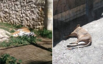 V zavřené španělské zoo umírají desítky zvířat. Vzácným tygrům či opicím nemá kdo dát jídlo a čistou vodu V zavřené španělské zoo umírají desítky zvířat. Vzácným tygrům či opicím nemá kdo dát jídlo a čistou vodu
