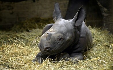 V zoo Dvůr Králové se narodilo mládě kriticky ohroženého nosorožce dvourohého V zoo Dvůr Králové se narodilo mládě kriticky ohroženého nosorožce dvourohého