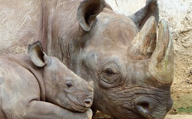 V zoologické zahradě ve Dvoře Králové se dočkali vzácného přírůstku. Na svět zde přišlo mládě kriticky ohroženého nosorožce dvourohého V zoologické zahradě ve Dvoře Králové se dočkali vzácného přírůstku. Na svět zde přišlo mládě kriticky ohroženého nosorožce dvourohého