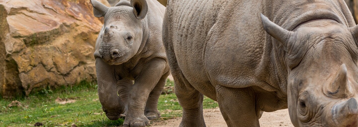 V zoologické zahradě ve Dvoře Králové se dočkali vzácného přírůstku. Na svět zde přišlo mládě kriticky ohroženého nosorožce dvourohého
