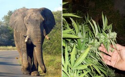 Varšavská zoologická záhrada bude liečiť vystresované slony marihuanou