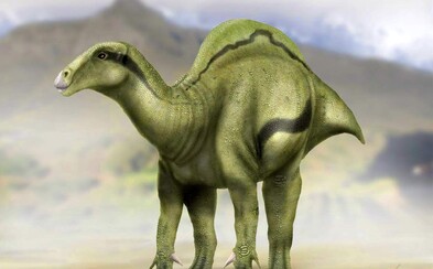 Ve Španělsku byl nalezen nový druh dinosaura. Na zádech měl záhadný hrb, jehož funkce mate i vědce Ve Španělsku byl nalezen nový druh dinosaura. Na zádech měl záhadný hrb, jehož funkce mate i vědce