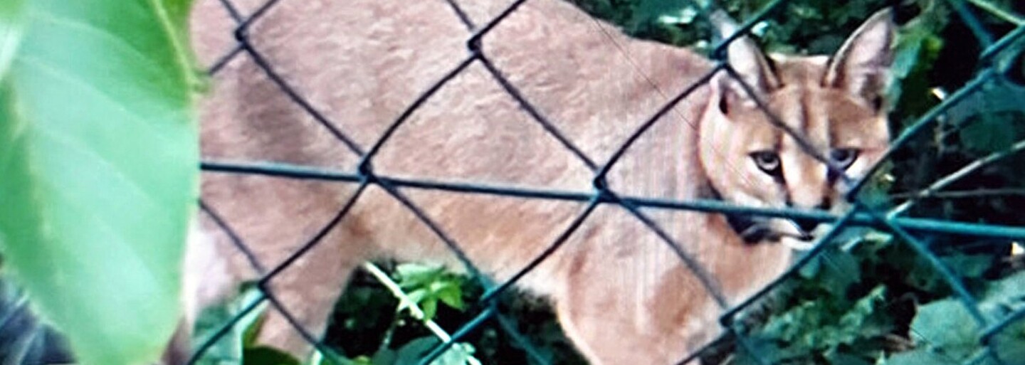 Ve Zlíně útočil exotický karakal. Lidé si ho pletli s pumou