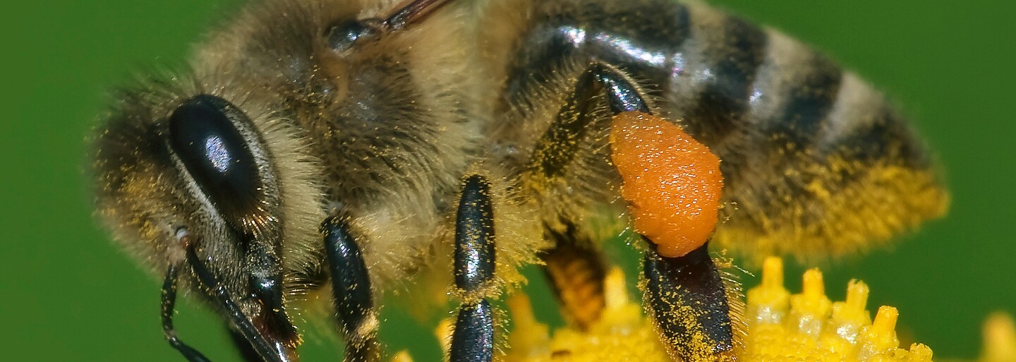 Vědci zjistili, že složka včelího jedu velmi účinně bojuje proti některým buňkám rakoviny prsu