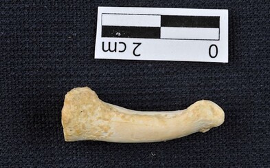 Vědci zřejmě objevili nový druh člověka Vědci zřejmě objevili nový druh člověka