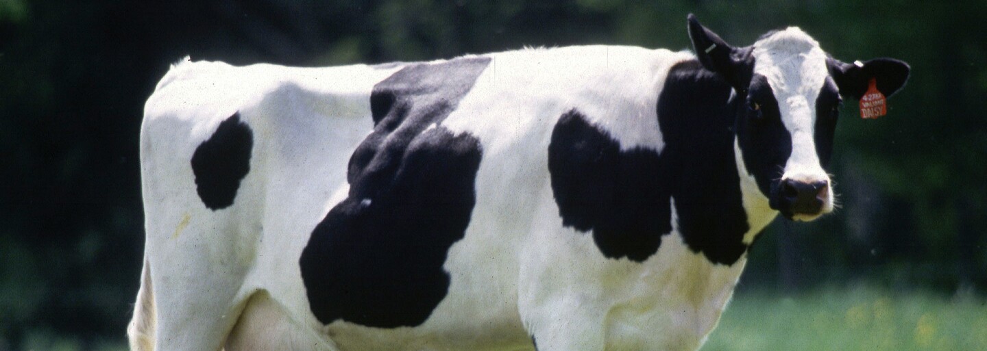 Vegani se na internetu rozčilují, že bankovky mohou obsahovat živočišný tuk