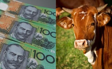 Vegani se na internetu rozčilují, že bankovky mohou obsahovat živočišný tuk Vegani se na internetu rozčilují, že bankovky mohou obsahovat živočišný tuk
