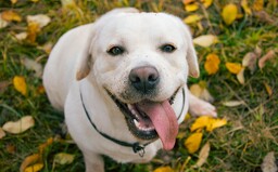 Veganská strava je zcela nevhodná pro masožravá zvířata a může být brána jako týrání, rozhodla komise pro ochranu zvířat