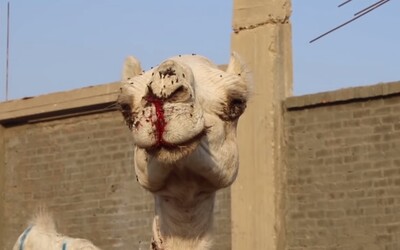 Velbloudům z námahy teče krev. Turistické atrakce v Egyptě zotročují zvířata, ale návštěvníkům to nevadí