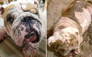 Veterinár sa rozplakal, keď uvidel, v akom stave mu priniesli zachráneného psíka. Zúbožené zviera si prešlo peklom Veterinár sa rozplakal, keď uvidel, v akom stave mu priniesli zachráneného psíka. Zúbožené zviera si prešlo peklom