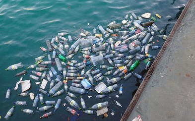 Většina ryb v Atlantském oceánu má v sobě plastové částice. Ve 233 zkoumaných rybkách našli vědci 452 úlomků plastů Většina ryb v Atlantském oceánu má v sobě plastové částice. Ve 233 zkoumaných rybkách našli vědci 452 úlomků plastů