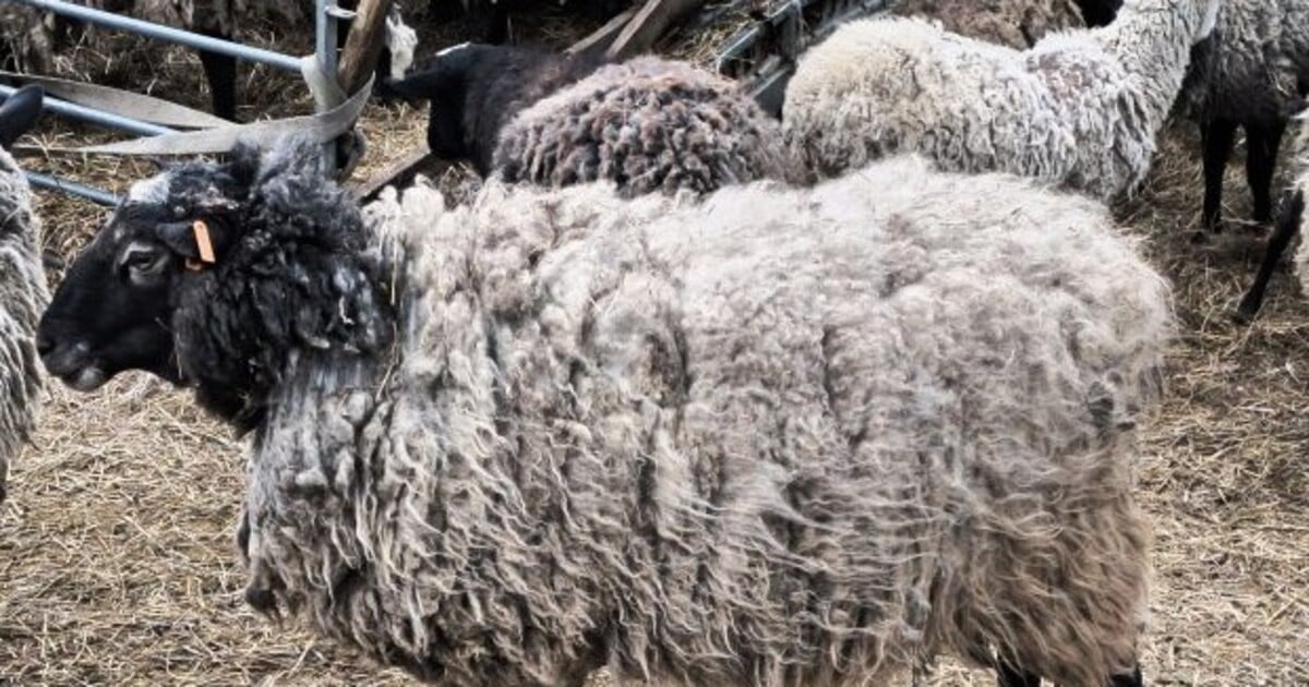 Brutální týrání zvířat v Křelově. Policie zasáhla v chovu, kde se mezi živými ovcemi válela těla mrtvých jehňat