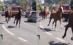 VIDEO: Bratislavou sa preháňajú kone, ktoré vypustili z horiacej stajne