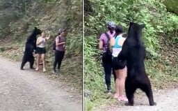 VIDEO: Medvěd se v Mexiku postavil vedle turistky na zadní. Chtěl si udělat selfie