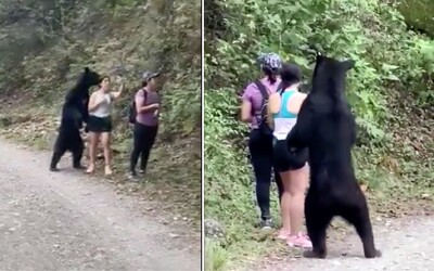 VIDEO: Medvěd se v Mexiku postavil vedle turistky na zadní. Chtěl si udělat selfie