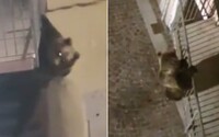 Video: Medveď vyliezol na balkón a rozbil okno do bytu. V prázdnom talianskom meste nabral odvahu