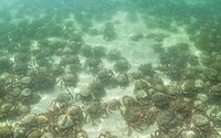 VIDEO: Na obľúbenej turistickej pláži sa hemžili tisíce jedovatých krabov. Šokovaní turisti pišťali od strachu