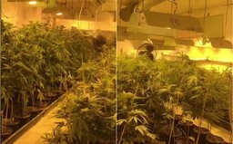 VIDEO: Policajti objavili v Komárne obrovskú marihuanovú plantáž