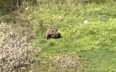 VIDEO: Pri Banskej Bystrici videli medveďa. Natočili ho pri rodinných domoch za bieleho dňa