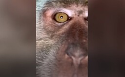 VIDEO: Student si myslel, že mu zloděj ukradl telefon. Našel na něm opičí selfies